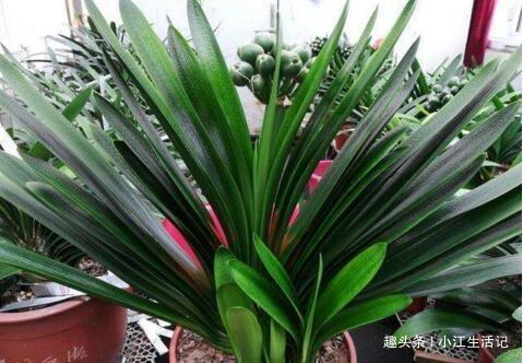 君子兰是个“小油鬼”，6个月吃一次，叶子宽大，花也多
