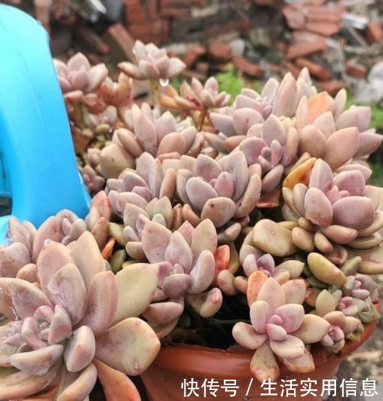 5种超级好养的多肉,如果初次接触多肉,建议不要错过!