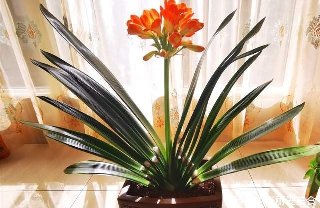 叶芯|君子兰一直长不好,跟“换盆”有关系,很多人都做错了
