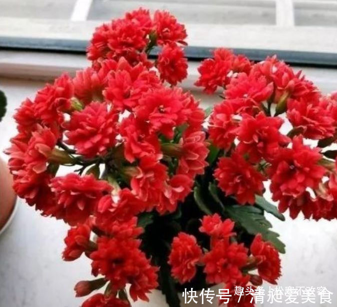 矮牵牛|居家就养此款花卉，从年初开到年尾，花期长花量大，还特漂亮
