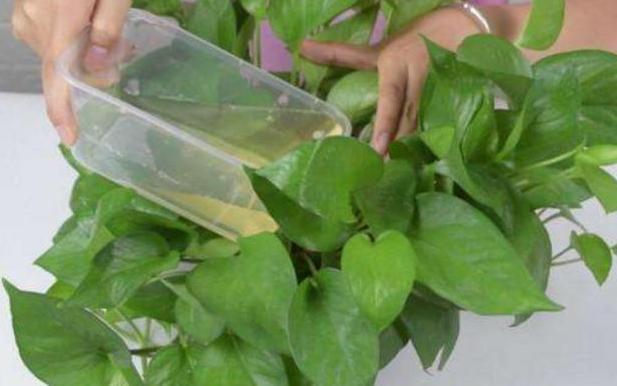 发酵|新人养花没经验不用担心,用它们浇花轻松搞定肥料难题