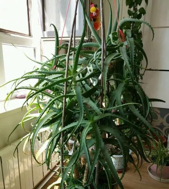 10年芦荟老桩,做成盆景超级好看,观赏价值特别高