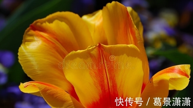 百合花|养这7种花,预算够就买好的,预算不够干脆别买