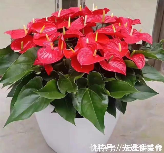 13种耐阴花卉,光照不足也能生长旺盛,开花茂密