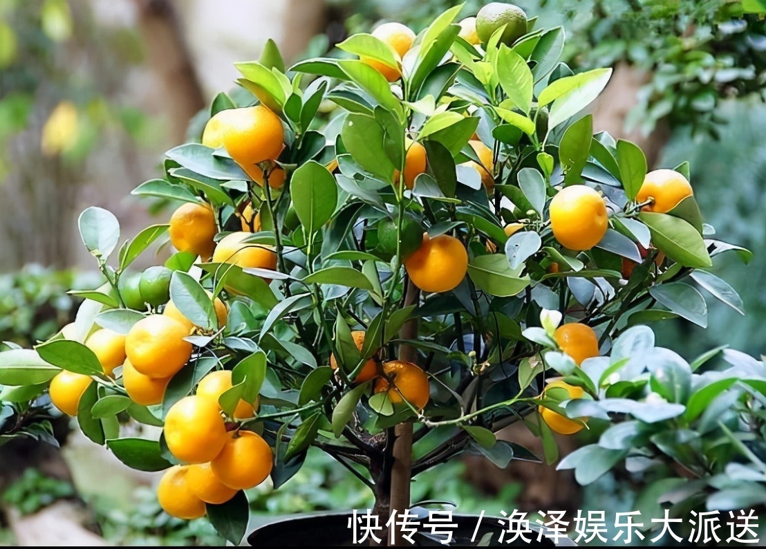 发财树|8种“漂亮花”,个个都是“招财树”,家里养一棵,不愁没钱花