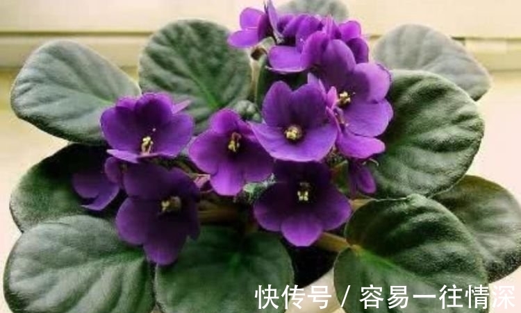 财运|养花就养4种花,好养易活花量大,日子红火财运滚滚,好看极了