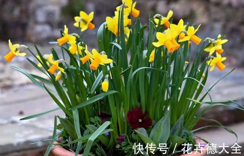 养护|适合秋季养殖的3种球根植物，阳台盆栽，2个月就开花，美极了