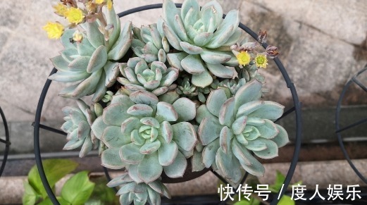 小窍门|多肉买回来就直接浇水教你4个小窍门,保证多肉成活快长势好
