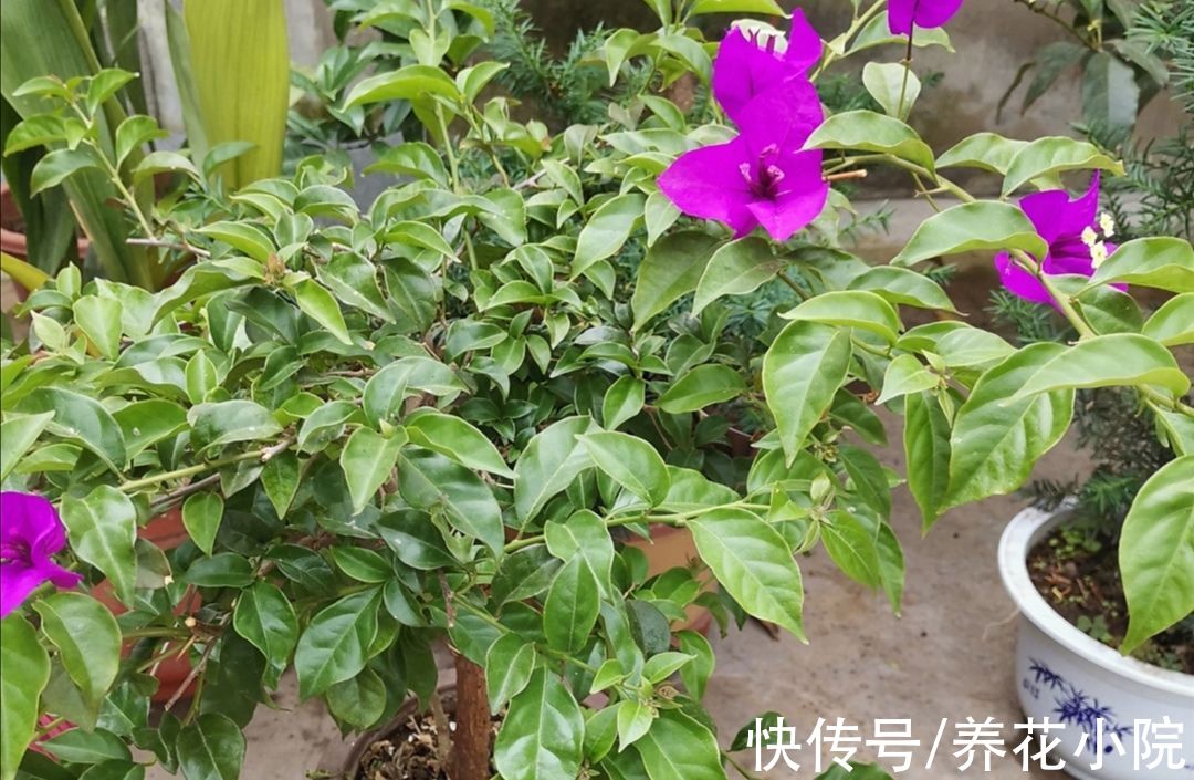 秋天|秋天三角梅不开花，用3种方法来“促花”，1个月枝头长满花苞