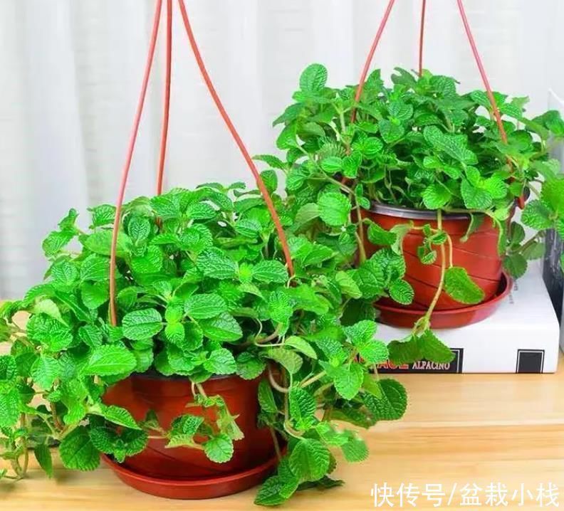 专业养花匠透露：室内养护花草，4种花尽量远离