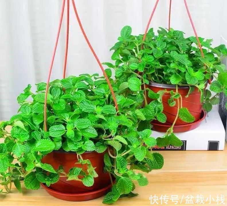 专业养花匠透露:室内养护花草,4种花尽量远离