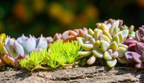  你家|5种长相奇特的多肉，有2种花市上也买不到，你家有吗？