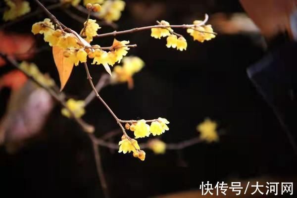 腊梅树|淮滨：梅花怒放香飘满园