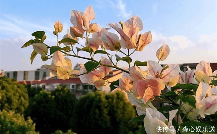 花期|两种花能开180天,8月养2盆天天有花看,真漂亮