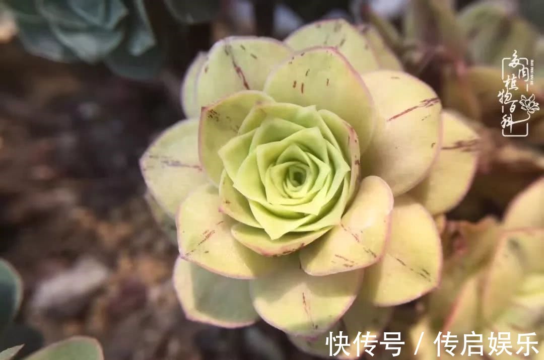 科普“山地玫瑰锦”万中无一,仙气缭绕!附养护知识!