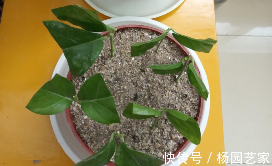 太阳花|天凉后,建议扦插4种花,“生根”后稍加养护就开花