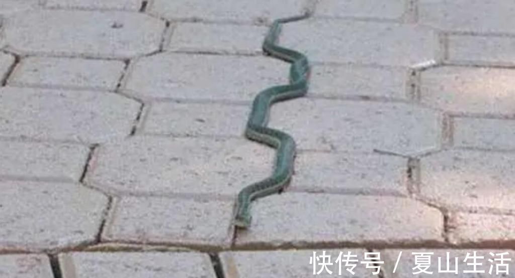 照片&这些照片巧妙得非常艺术,处女座看了很过瘾,连蛇也有“强迫症”