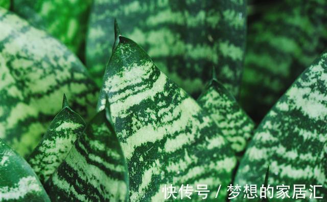 技巧|虎皮兰好养,学会了以下技巧,花纹还能随意变换,提升观赏价值