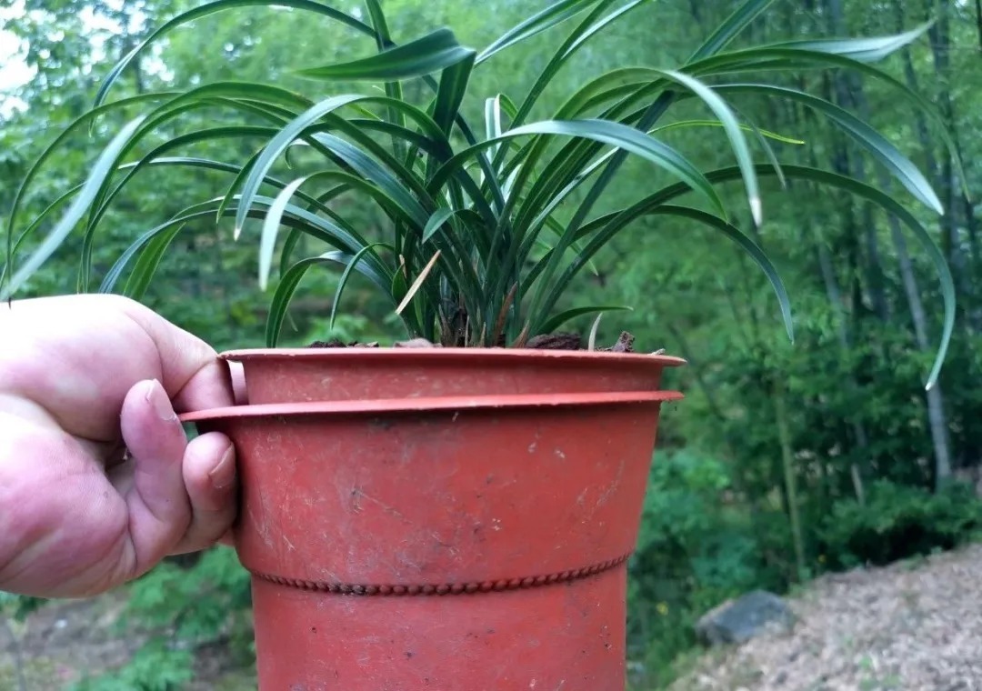 老苗|如何把春兰叶片养矮壮?磷酸二氢钾的另类用法,兰友们可以试试