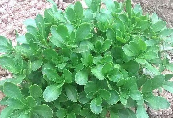 好处|此菜被称“养心菜”,再贵也要买,大人孩子吃了都好处多,很珍贵