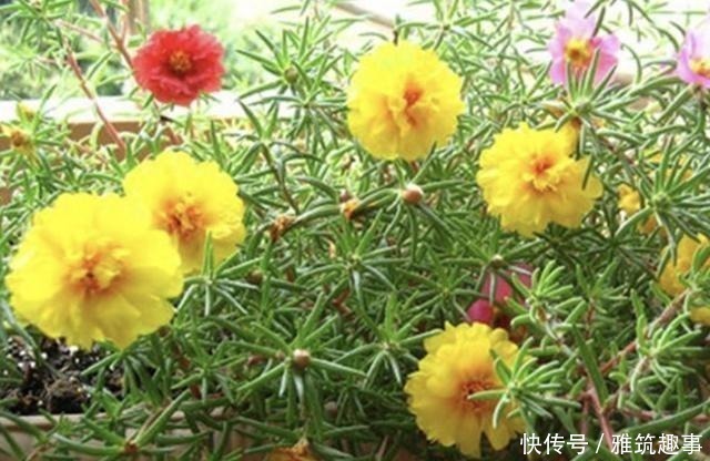 总是养不好绿萝?不妨养3种“懒人花”,放阳台上晒,开满花!