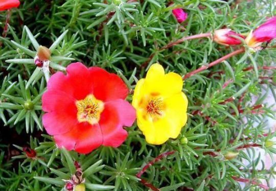 家居养花此3种花卉现在种下去,两个月后就能长爆盆!