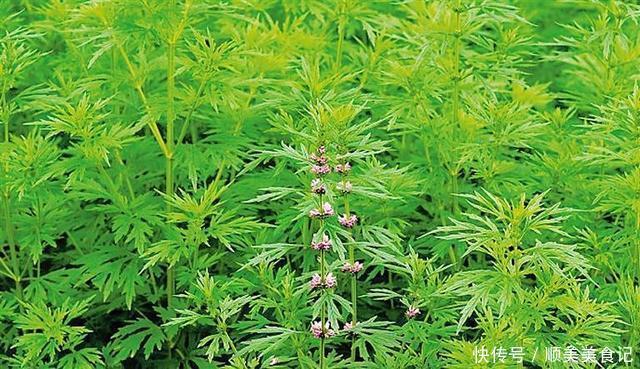 这野菜名叫益母草,有营养,价值高,挖一棵回家,作用多