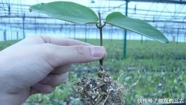 养几株对身体好的花草，除了欣赏，还能食疗，堪称阳台小药箱