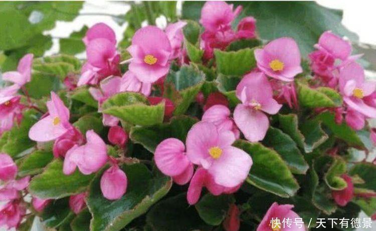 此款小花，开花美长势旺，黄绿交辉，展现内敛美