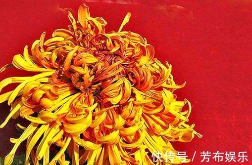 花花|喜欢菊花，不如养盆“菊中精品”枫林夕照，似晚霞枫叶，百媚妖娆