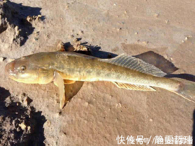 沙光鱼|有日子没来菜市场了,发现有鲜活的猪尾鱼,16元一斤