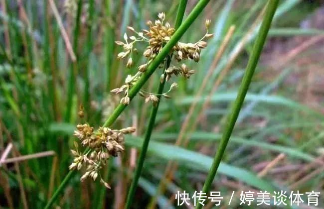 心火|一味灯心草，治病大功效！民间11种妙用法，11大病症皆消除！