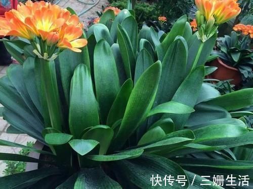 有机肥|家里养君子兰,教你1套万能浇水法,叶子绿出油,开花不夹箭