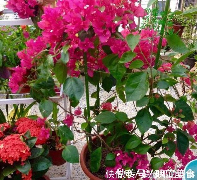 生长|有露台就种这三种花，生长速度快，遮阳好养漂亮，花儿开成瀑布