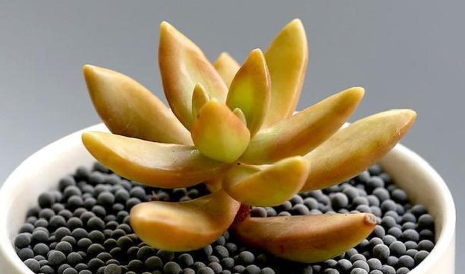 此款多肉好养又好看，爆崽快上色美，喜欢老桩多肉可别错过了