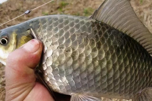 晚秋钓鱼，三种钓位不下竿，三种天气不钓鱼，这种天气能爆护。