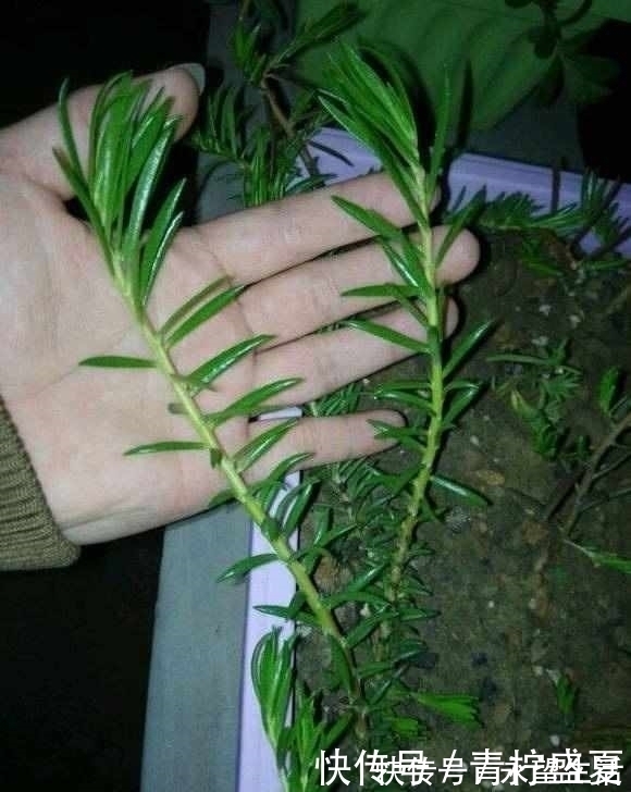 3种花很贵,买不起就不用买,扦插一根枝条,就能开花大半年!