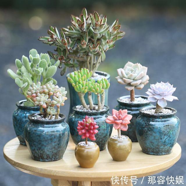 多肉叶插，记住3个小诀窍，生根发芽快，一棵变10棵，一盆变多盆