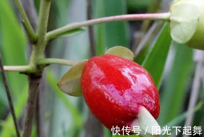 万寿菊|冬天5种花不能“懒”，没事多剪剪，冬季枝繁叶茂，春季开花爆盆