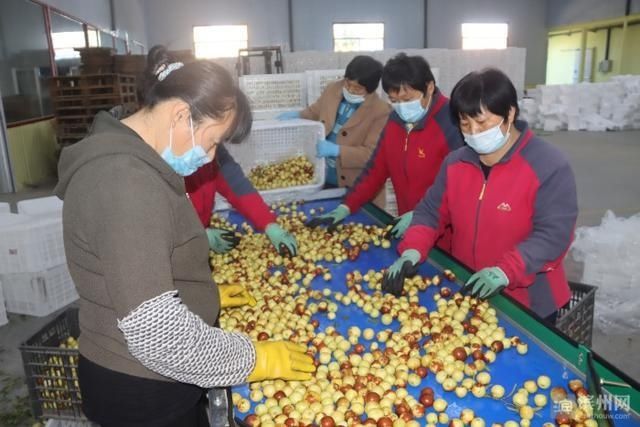 出口包装车|沾化区500吨优质沾化冬枣打包装箱出口美国