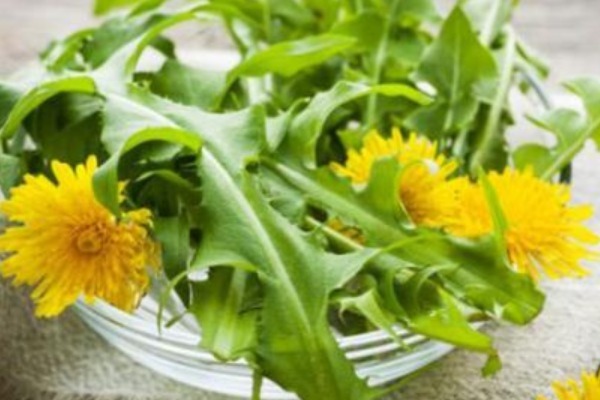 农村地区|比马齿笕还营养的野菜,有不少好处,城里人买都买不到!