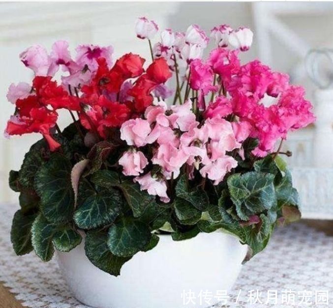 花友|家里养这几款花卉，养一盆轻松爆开花，美艳动人，花朵灿烂迷人眼