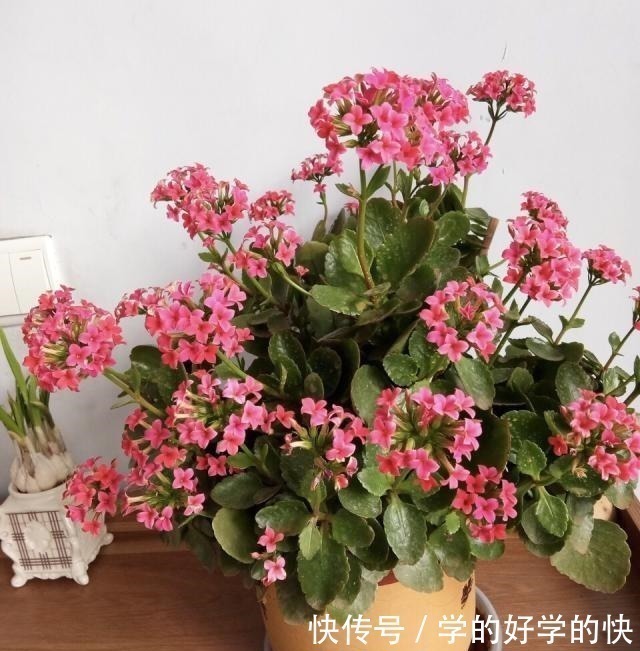 悄悄告诉你，此5种花，掐个叶就生根，懒人都能养开花！