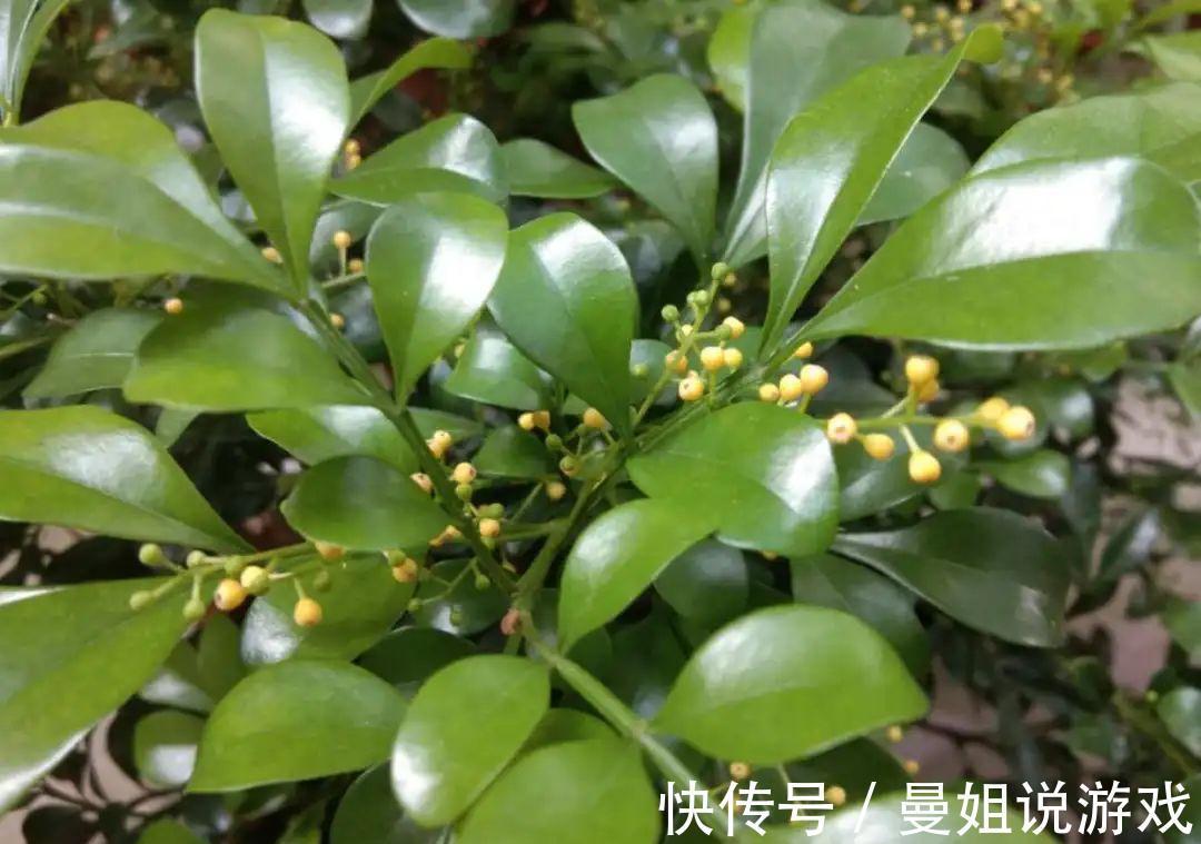 米兰这么养,疯狂冒新叶,开花香又多