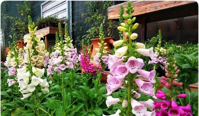 被名字耽误一生的6种花,土里土气,开花却“气度非凡”靓丽入眼