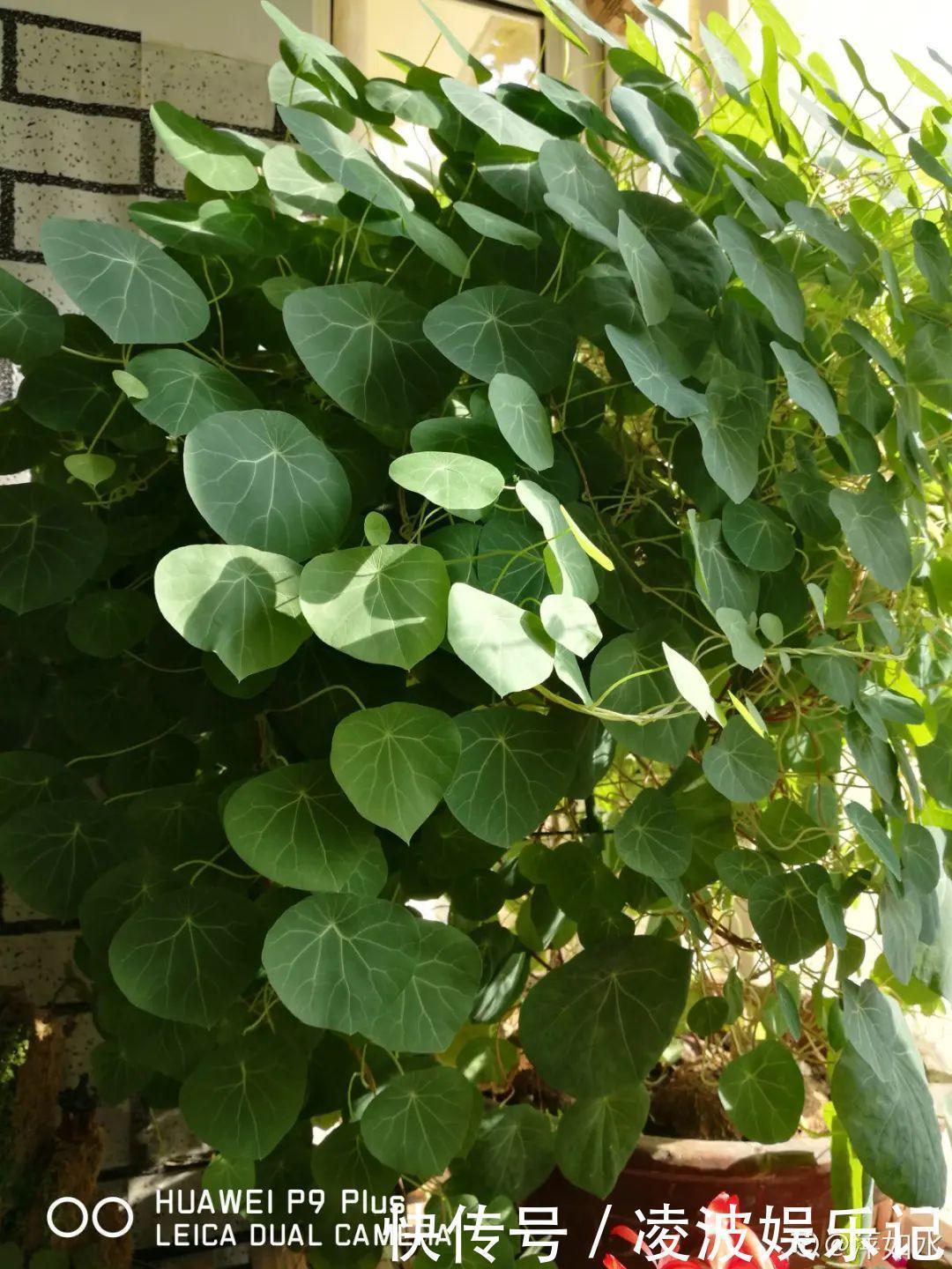 牡丹吊兰|懒人适合养什么花，浇水少，不挑土，它比人还懒！