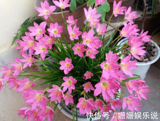 喜欢在家养护花卉，就选3种花卉，花色艳丽，花期长，开花量繁多