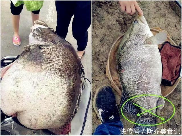 千岛湖抓获50斤的“鳜鱼王”,钓友:不敢吃!看上去像变异一样