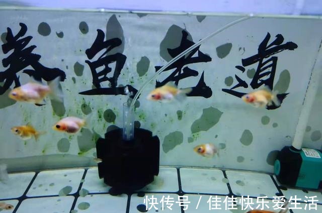 新鱼入缸后,为什么有些鱼一进入鱼缸,直接就躺下了!