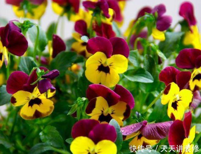 3种花美的出奇,不仅花好看,名字也好听,你养了吗?